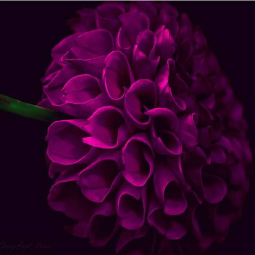 آریا زمانی کیا ار بواره آسمون برد حرای من سرم